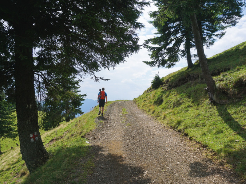 imagen de un sendero verde por el cual camina una persona