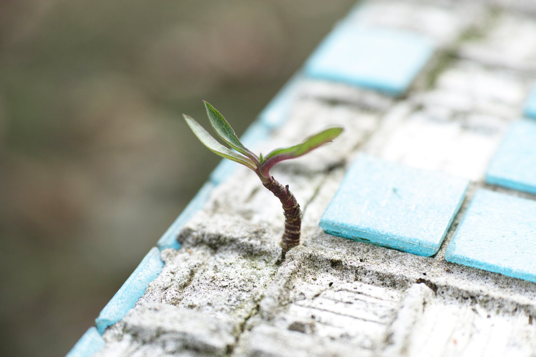 imagen de una planta creciendo